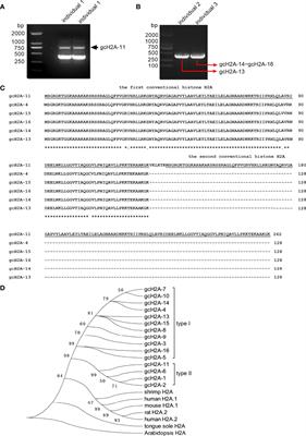 Immunoprotective Effects of Two Histone H2A Variants in the Grass Carp Against Flavobacterium columnare Infection